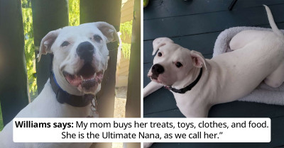 We All Love Our Nanas – And This Adorable Dog Is No Exception