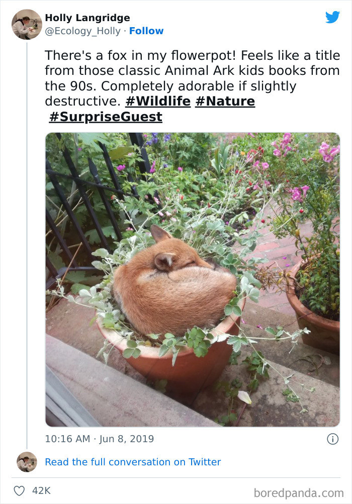 44. A Fox in My Flowerpot