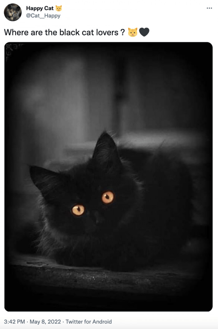 1. Can’t get enough of this cat’s beauty