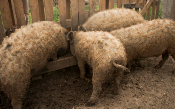 Mangalitsa Pigs
