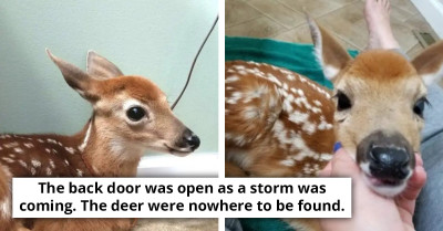 Woman Mistakenly Leaves Her Door Open During A Storm Only To Return To Three Deer Taking Shelter Inside