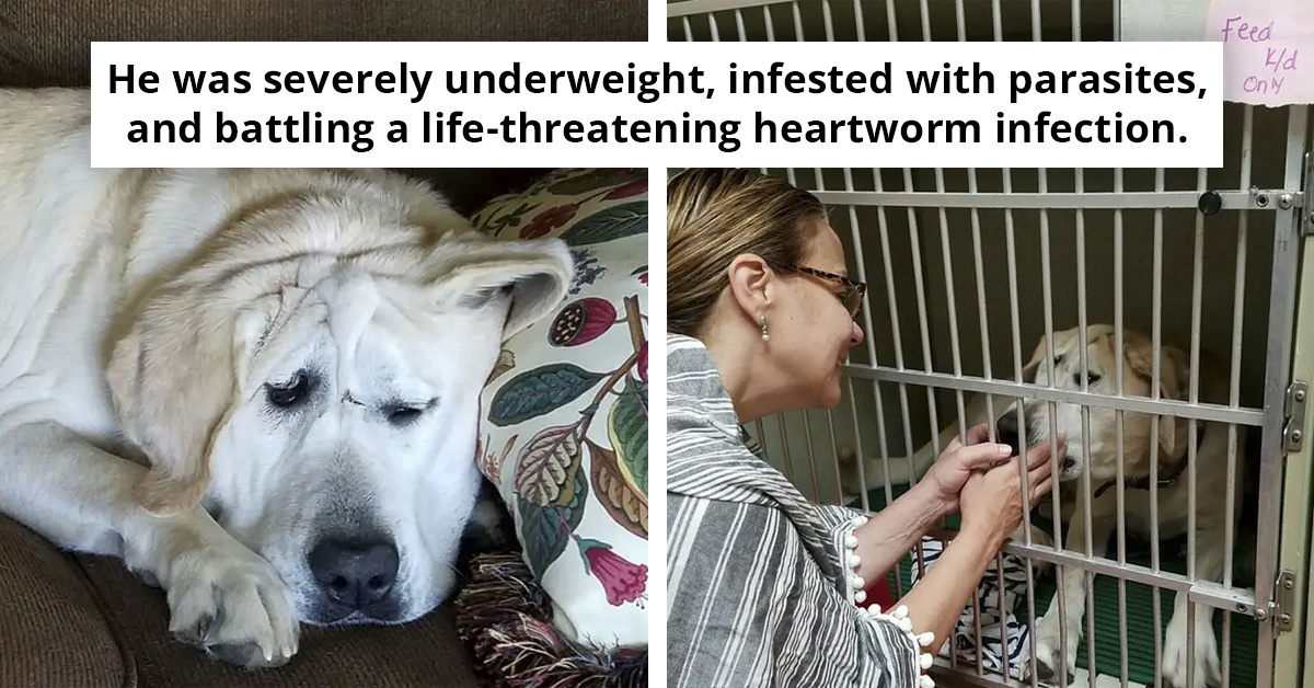 Heartbroken Dog Abandoned for Being ‘Ugly’ Finds His Angel