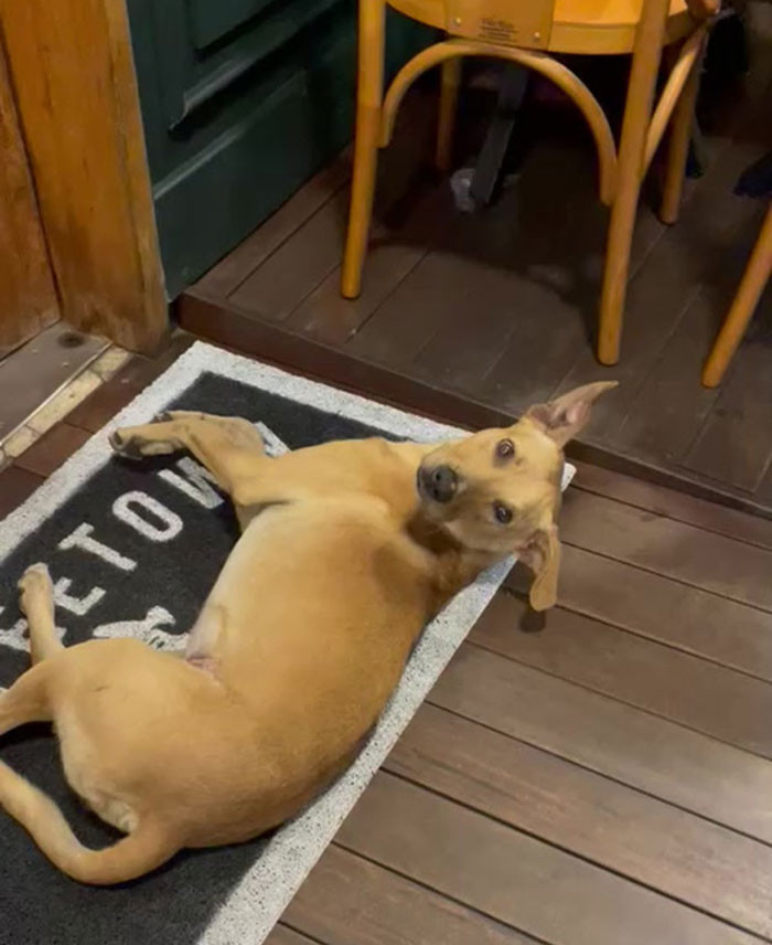 Once they finally adopted him, he stayed at the bride’s mother’s house while the couple went on their honeymoon