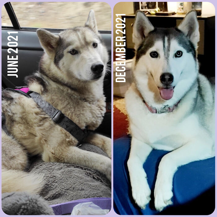 14. Luna Has Been With Us For 6 Months Now! She Was So Dirty, Matted, Scared/Angry, And In A Lot Of Pain From An Injury And Abuse