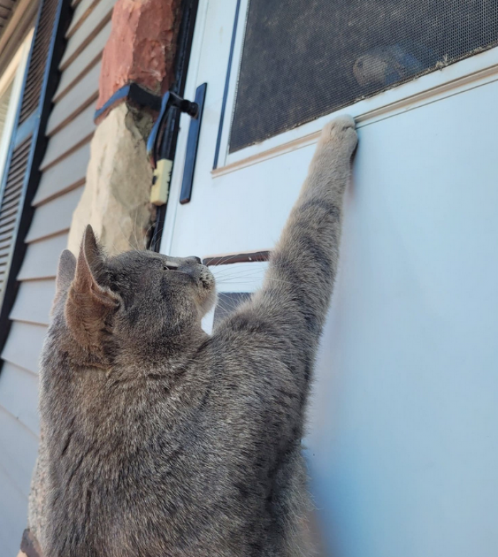 "This is why I can't actually adopt yard cat lol. Bird doesn't have a fear of cats, yard cat wants to eat bird."