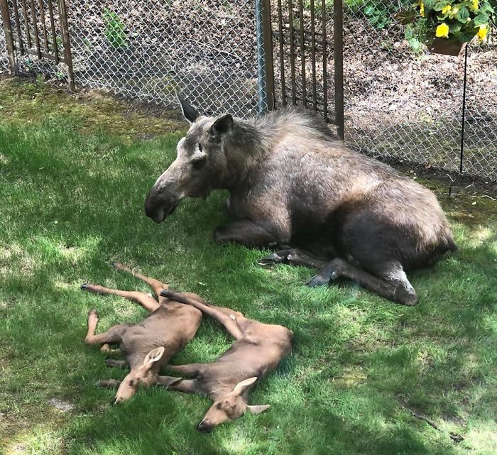 They stay close to their mother for the first few months.