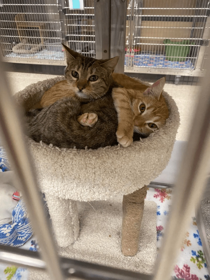 17. "These two were always cuddling, even when they found a home together."