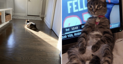Meet The Cats Who Are Ready To Accept The Biggest Challenge Of Their Lives