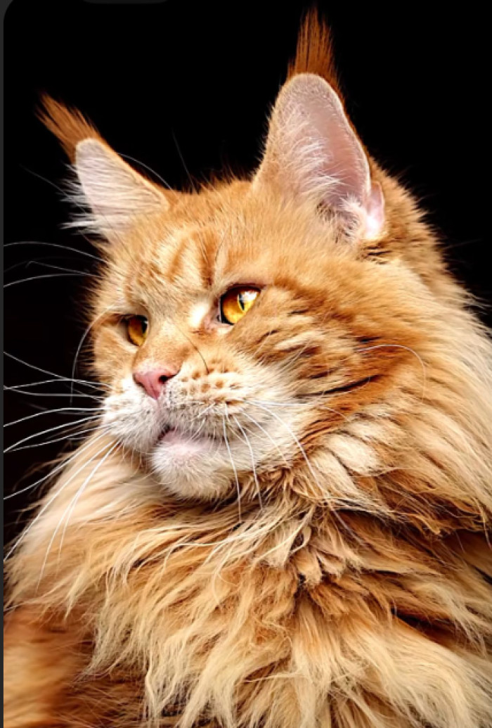 What color is an orange Maine Coon officially?