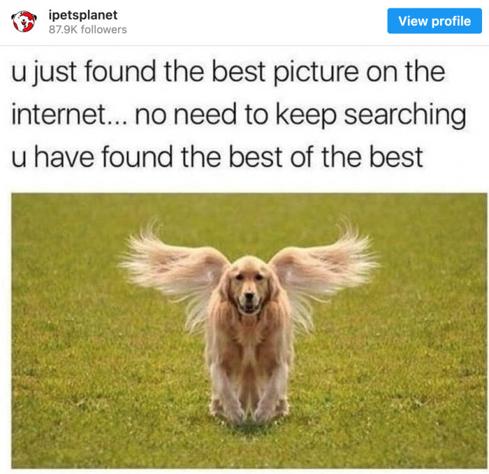 9. Another reason why we should celebrate dogs.