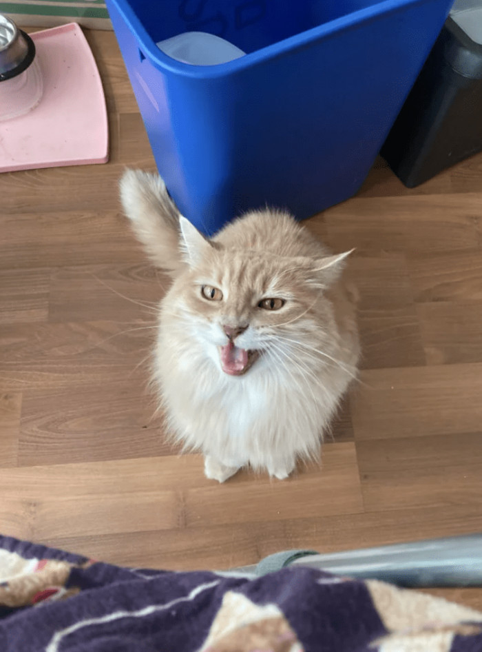 "Clem alerting me that it’s almost dinner time"