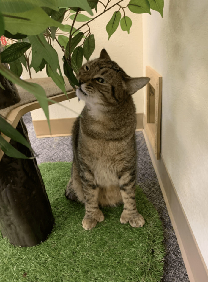 8. "I volunteer at a cat cafe. Jude has been there since January. I finally convinced my husband that he now had to be our cat. I brought him home yesterday!"