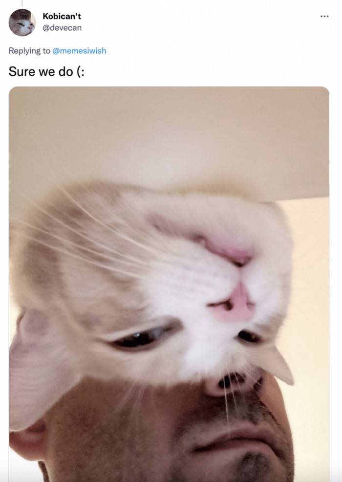 2. And people do have pictures like that with their cats