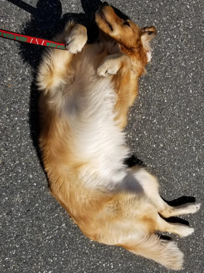 Is Riley trying to steal some precious nap time in the middle of walks? It's odd since most dogs can't wait until they go outside.