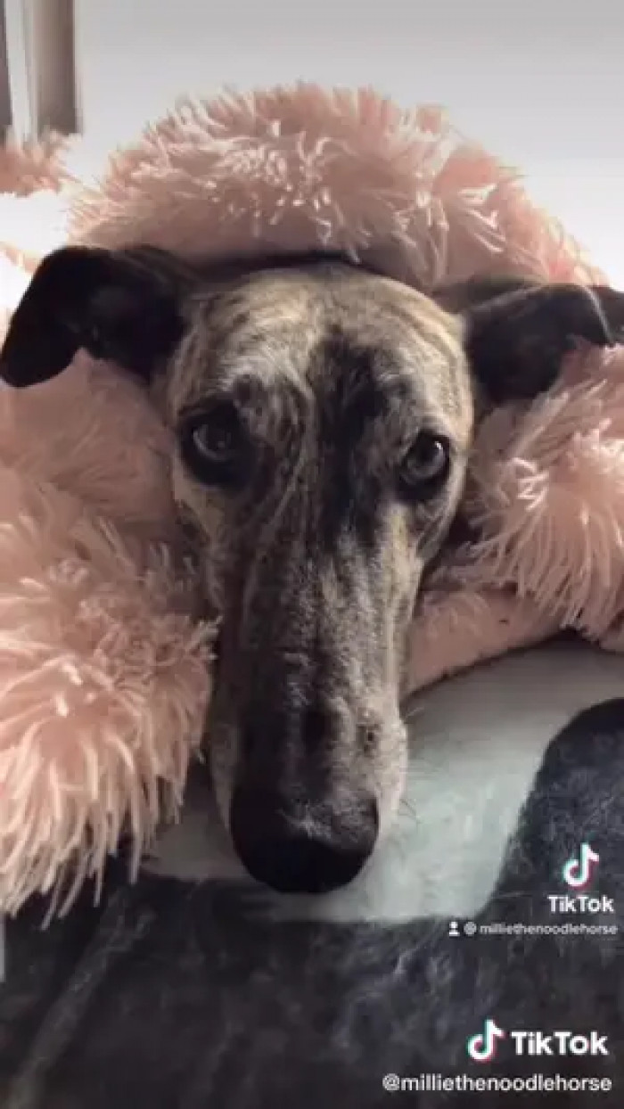 otherwise known as oxytocin.