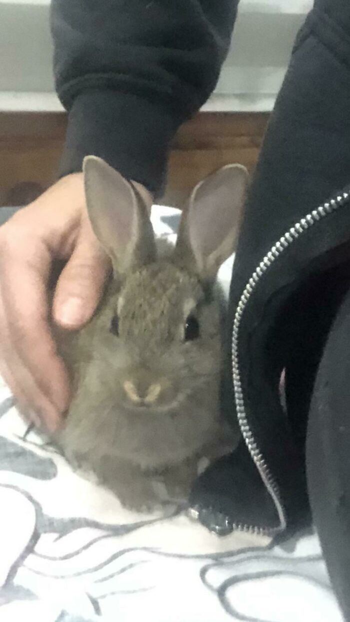 47. "Local vet rescued this little one, hand-reared him for 5 weeks, and he’s too tame to release. Soooo, he’s moved in with me :) Meet Ronnie!"