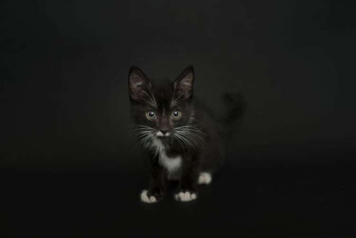 Their black fur and the black backdrop make their eyes more visible, it's like we're looking into their souls.