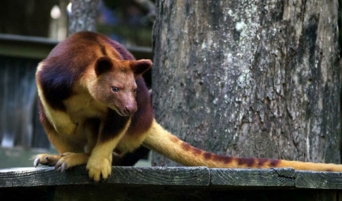 Goodfellow's Tree-Kangaroo (Dendrolagus Goodfellowi)