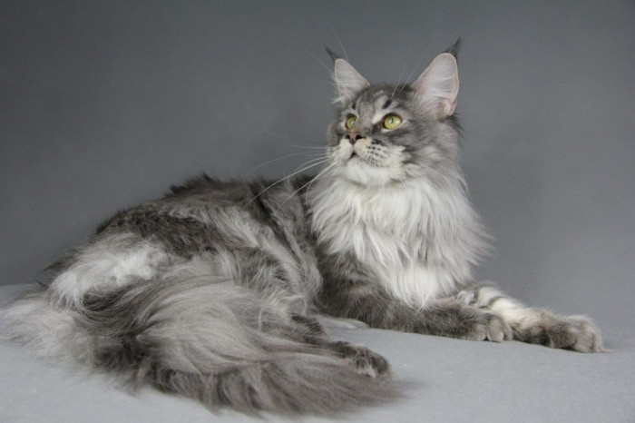 Black silver tabby Maine Coon