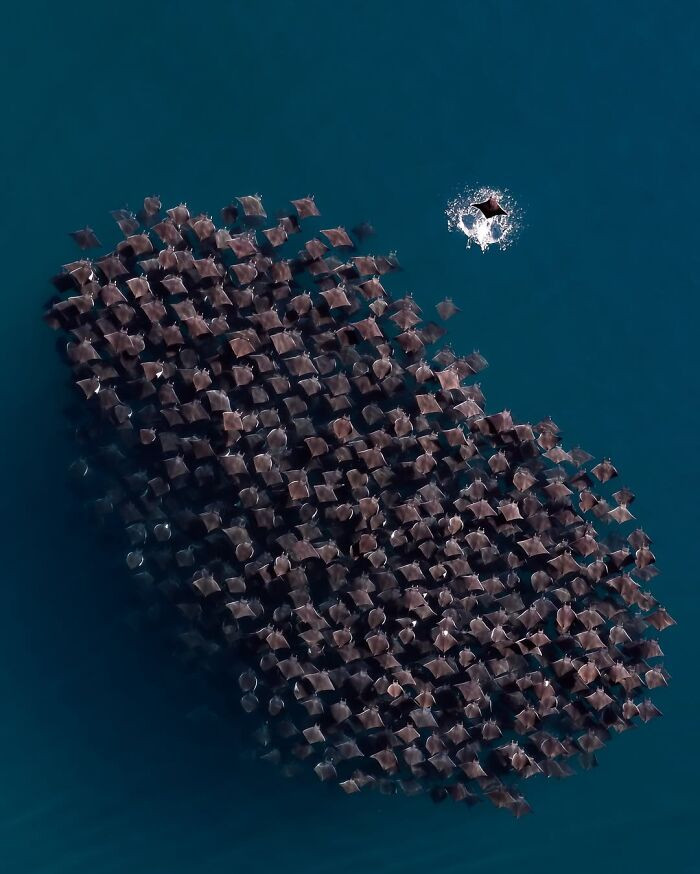 Finalist Wildlife Photographer Of The Year 2024 - Laura Leusko