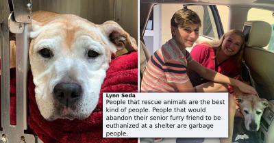 Senior Dog Is Saved From Euthanasia After Returning To The Shelter She Was Adopted From 12 Years Earlier