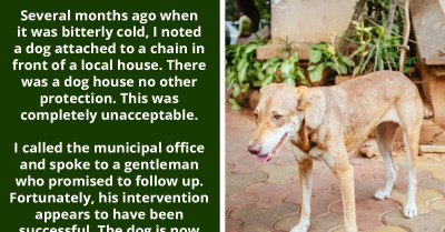 Concerned Woman Asks Advice From Online Community About What She Can Do For Dog Neglected By Owner