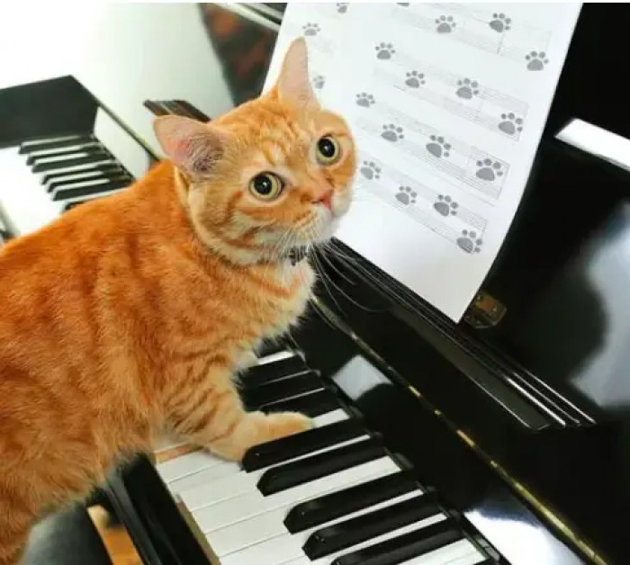 Ever seen a kitty play the piano?