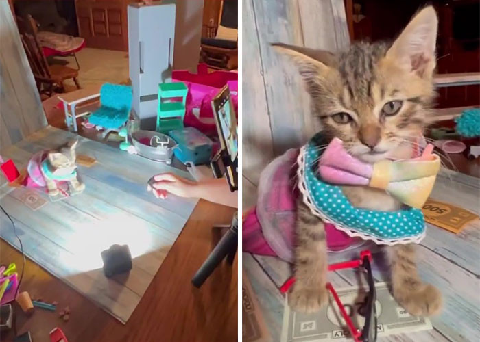 But he was still determined to find homes for each of the thirteen kittens. He didn't have to go through difficulties since thousands of applications have been sent.