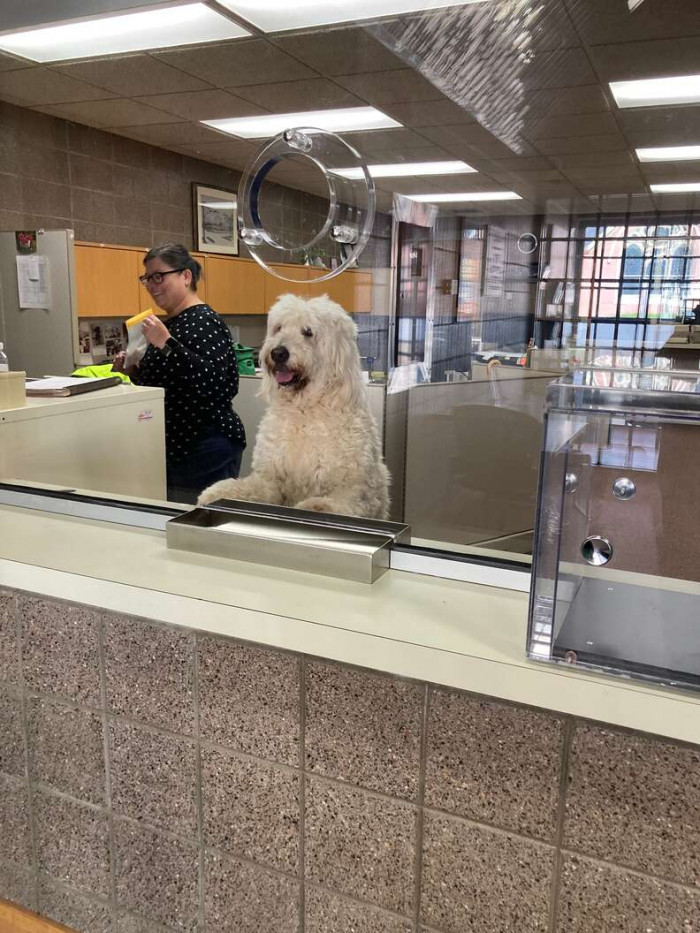 The dog, named Tate, had been found wandering about the Wisconsin town of Chippewa Falls