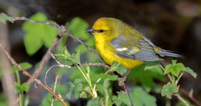 10. Norwich canary