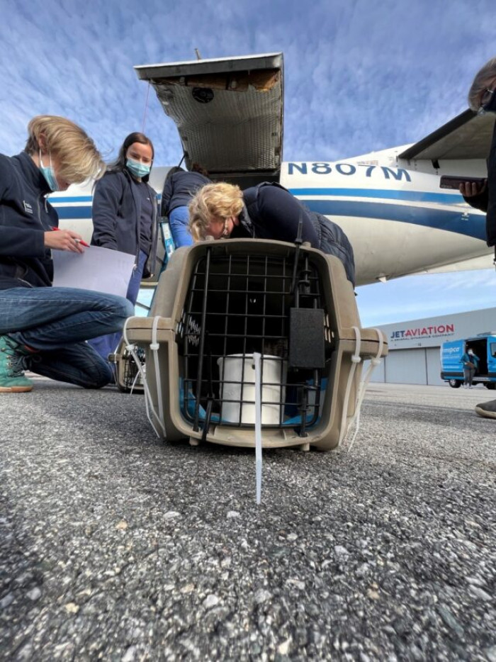 The ASPCA, or the American Society for the Prevention of Cruelty to Animals, supported the transport and ensured that a safe plane ride to Massachusetts was possible.