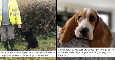 16 Dog Posts That Even A Cat Person Could Fall In Love With