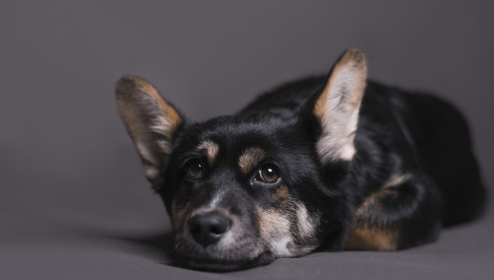 Best Black Dog Names