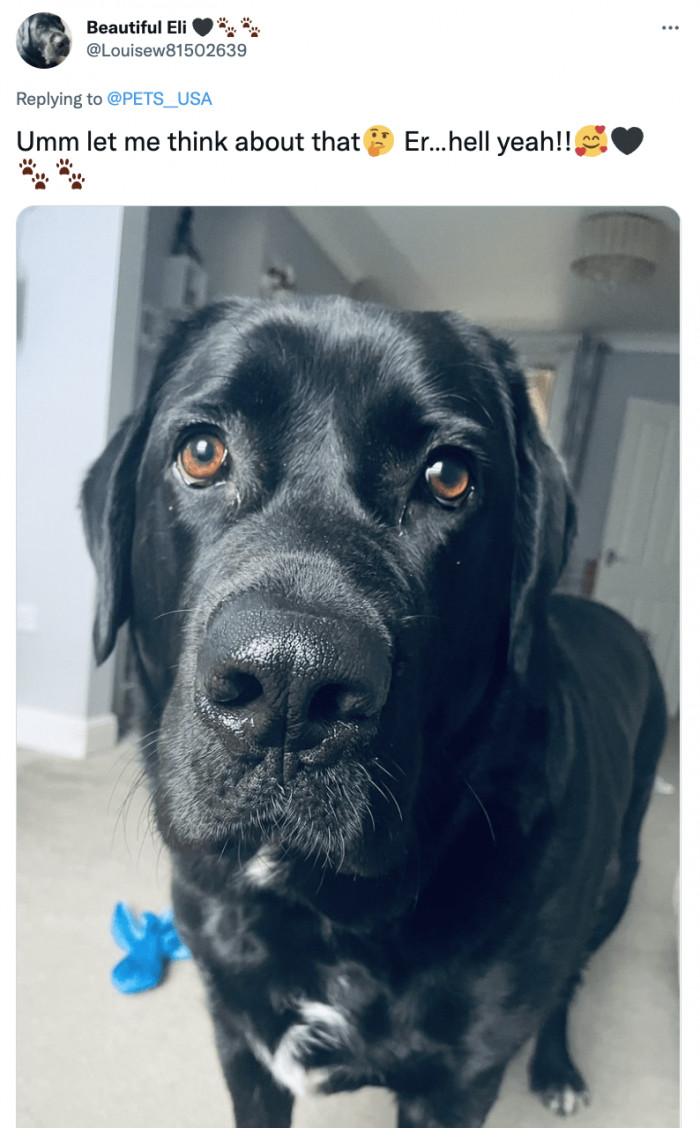 4. Do you take this dog to be your lawfully adopted canine?