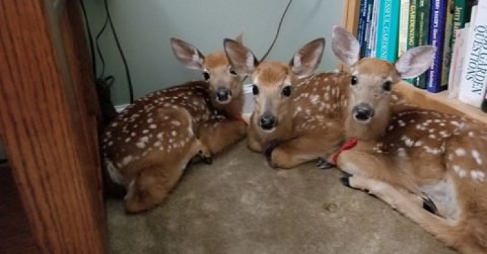 Animals know exactly where to go to feel safe, and obviously, they felt safe with her. These animals definitely made themselves at home while cuddled up together in her living room.