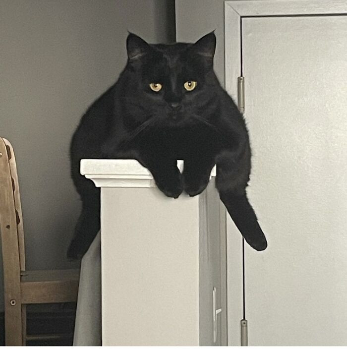 "This Is My Cat Larry. He Is Weird. I Love Him"