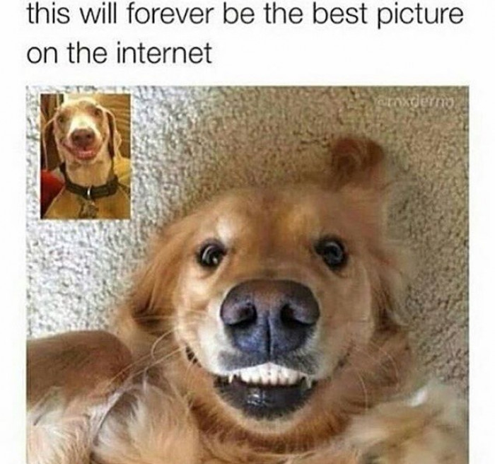 14. Doggos wanted a selfie during their video call.