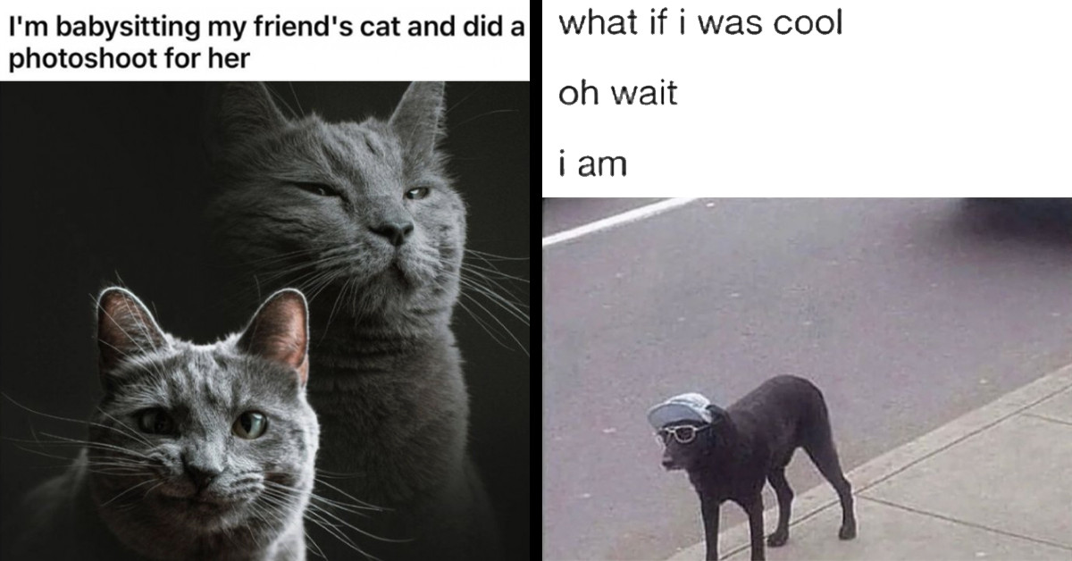 19 Priceless Posts About Cats And Dogs For When You Need To Take A Quick Break From Life