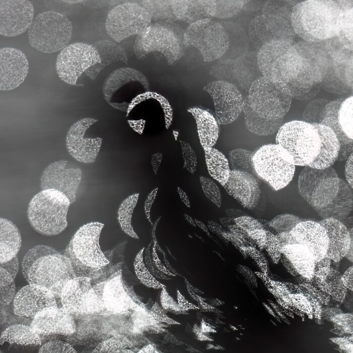 Coast & Marine, Runner-Up: Silhouetted Puffin By Julian Terreros-Martin