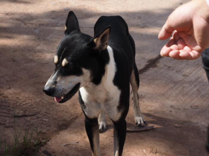 For this user, their depression would worsen if something happens to the dog.