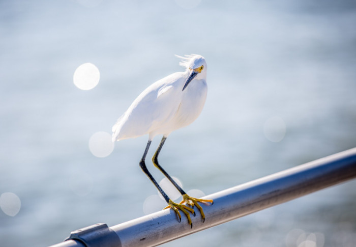 2. Snowy egret