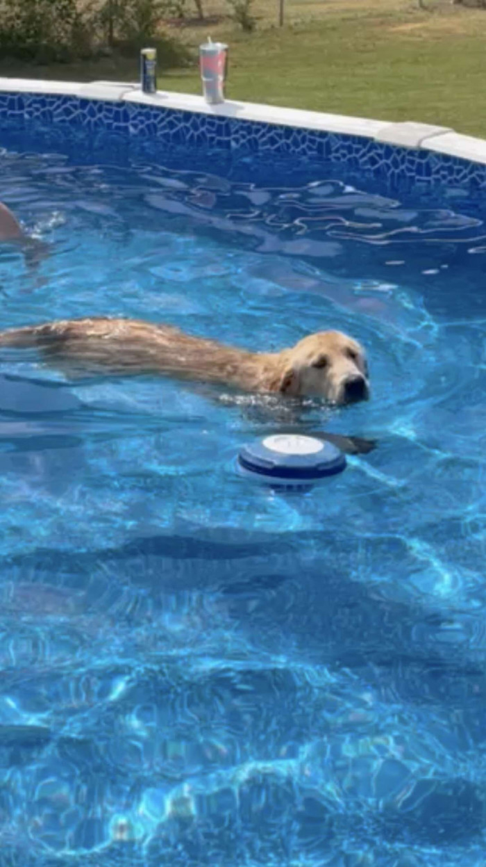 The golden retriever, later identified as Stoker, was having a great time: