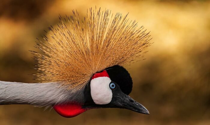 “Crowned Beauty” By Sushil Chauhan