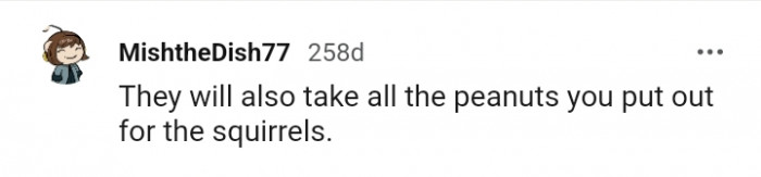 Blue jays also take all the peanuts kept for squirrels