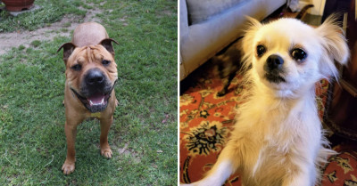 20+ Heartwarming Before And After Photos Of Rescued Dogs