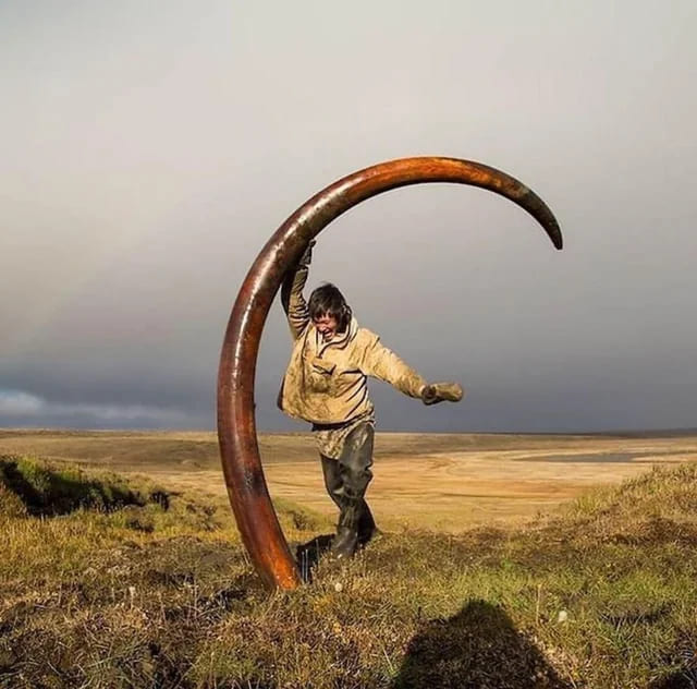 23. The tusk of a mammoth found in Siberia