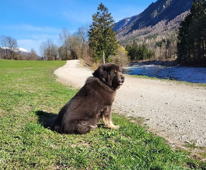 1. Tibetan Mastiff