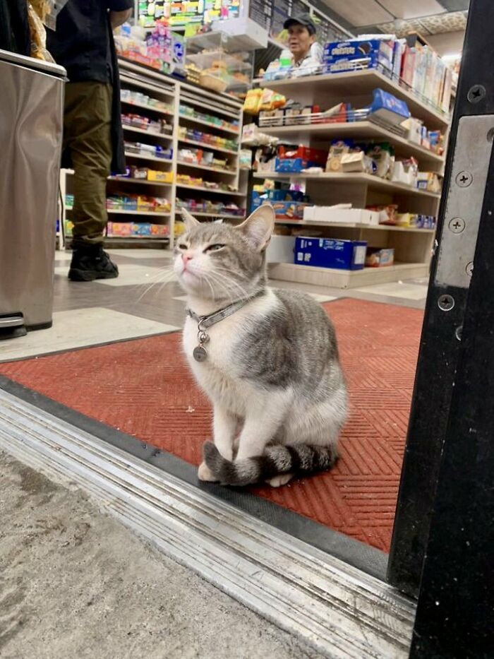 10. I'm a good kitty