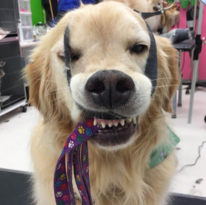 20. “Aslan knows that no matter how beautiful you are, sometimes you just have to let your inner derp shine!”