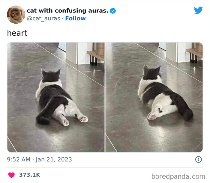 Cute cat with mischievous vibe, caption says so cute it hurts